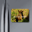 Search for kangaroo rectangular magnets Animal