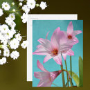 Search for easter lily postcards Lilies