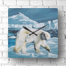 Search for polar bear clocks Arctic