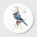 Search for blue jay magnets Songbird
