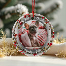 Search for pet christmas tree decorations Script