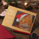 Search for orange cat christmas cards Humour