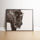 Search for american bison posters Wildlife