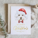 Search for maltese christmas cards Dog