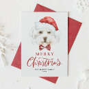 Search for maltese christmas cards Dog