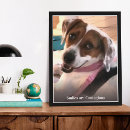 Search for coonhound posters Cute