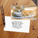 Search for funny cat business cards Pet sitting