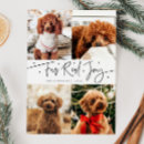 Search for white dog christmas cards Black and white