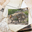 Search for fox postcards Nature photography
