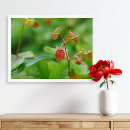 Search for wild strawberry posters Fruit