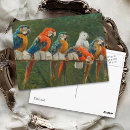 Search for colourful bird art postcards Parrots