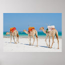 Search for hump posters Nature