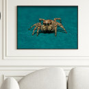 Search for jumping spider posters Animals