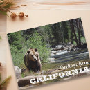 Search for grizzly postcards Bear