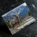 Search for bighorn sheep postcards Colorado