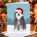 Search for bearded collie christmas cards Beardie