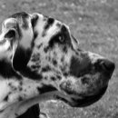 Search for danes mousepads Pets