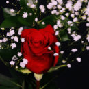 Search for valentines day thank you cards Wife