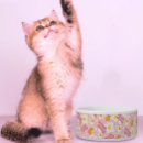 Search for eggs pet supplies Breakfast
