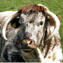 Search for english watches Animals
