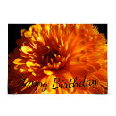 Search for chrysanthemum birthday cards Garden