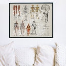 Search for biology students posters Anatomy