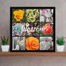 Search for cactus rose posters Floral