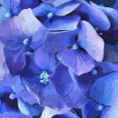 Search for garden flower stickers Hydrangeas