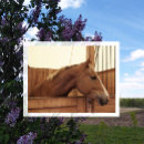 Search for blaze postcards Chestnut horse