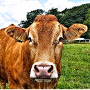 Search for bovines stickers Animals