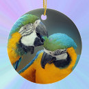 Search for macaws photography Cute