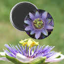 Search for passion magnets Exotic