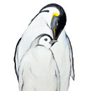 Search for emperor penguin clothing Watercolor