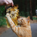 Search for ochre art Nature