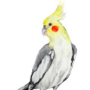 Search for bird lover postcards Watercolor
