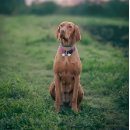 Search for pet pet supplies Kitty