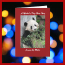 Search for red panda cards Photograph