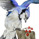 Search for blue jay bird canvas prints Animals