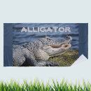 Search for grinning Alligator