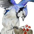 Search for blue jay bird postcards Animals