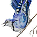 Search for blue jay bird postcards Watercolor