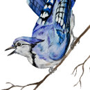 Search for blue nature stickers Jay