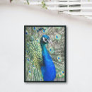 Search for blue peacock bird posters Peafowl