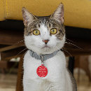 Search for cat tags Fun