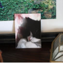 Search for pink nose posters Cat