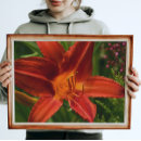 Search for hemerocallis posters Botanical