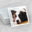 Search for borders photography Border collie