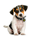 Search for code pet supplies Simple
