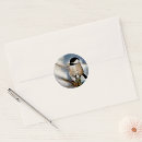 Search for chickadees stickers Black capped chickadee