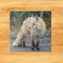 Search for wildlife tiles Cute